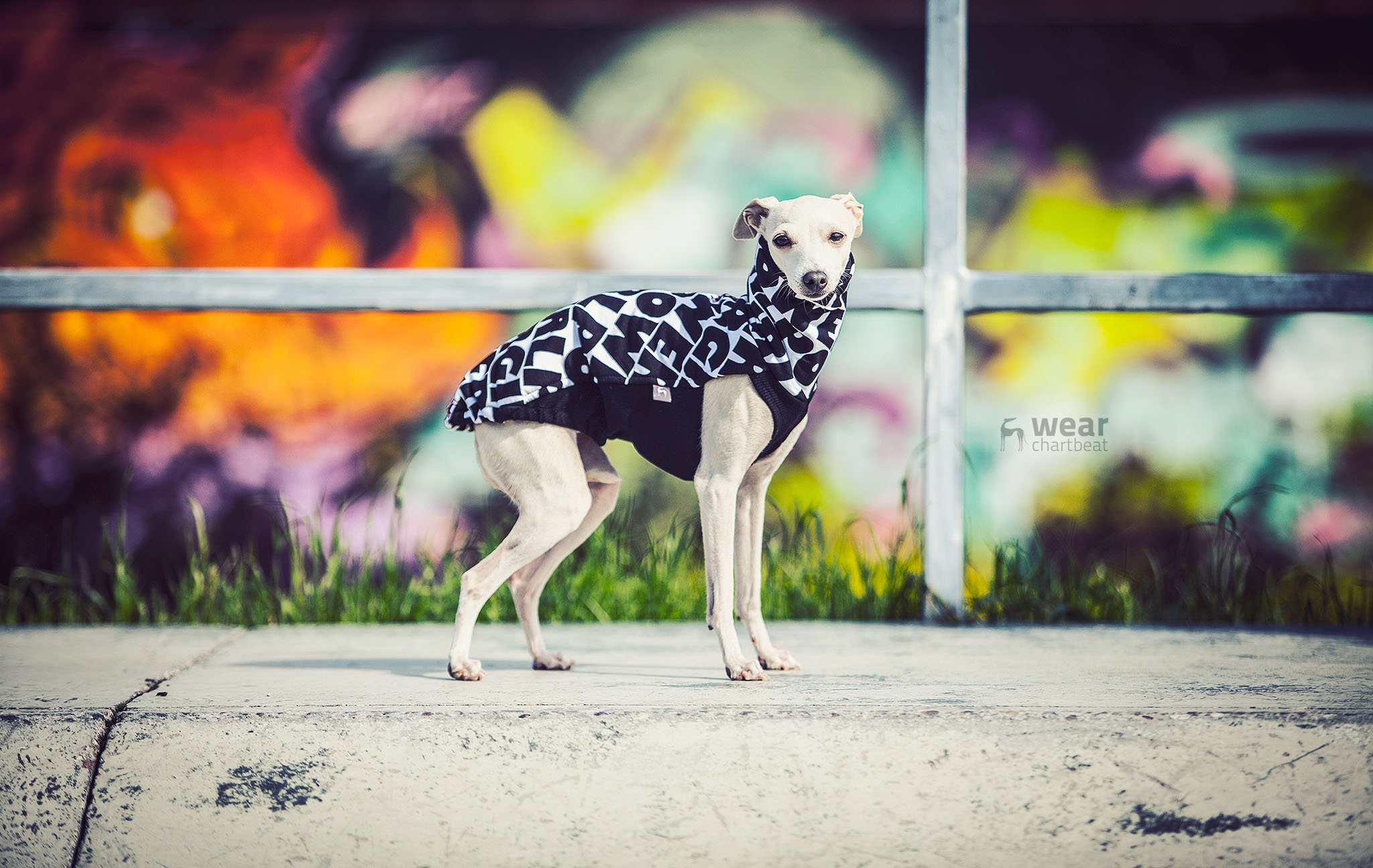 kolorowe ubranka dla charcików włoskich