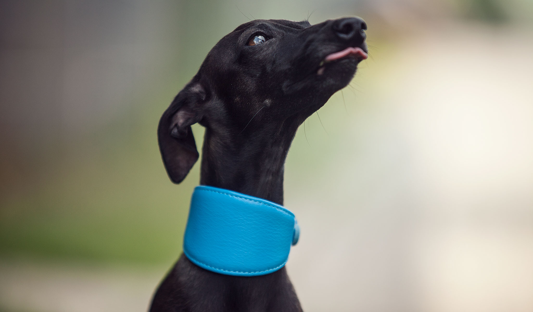 obroże dla charcików włoskich