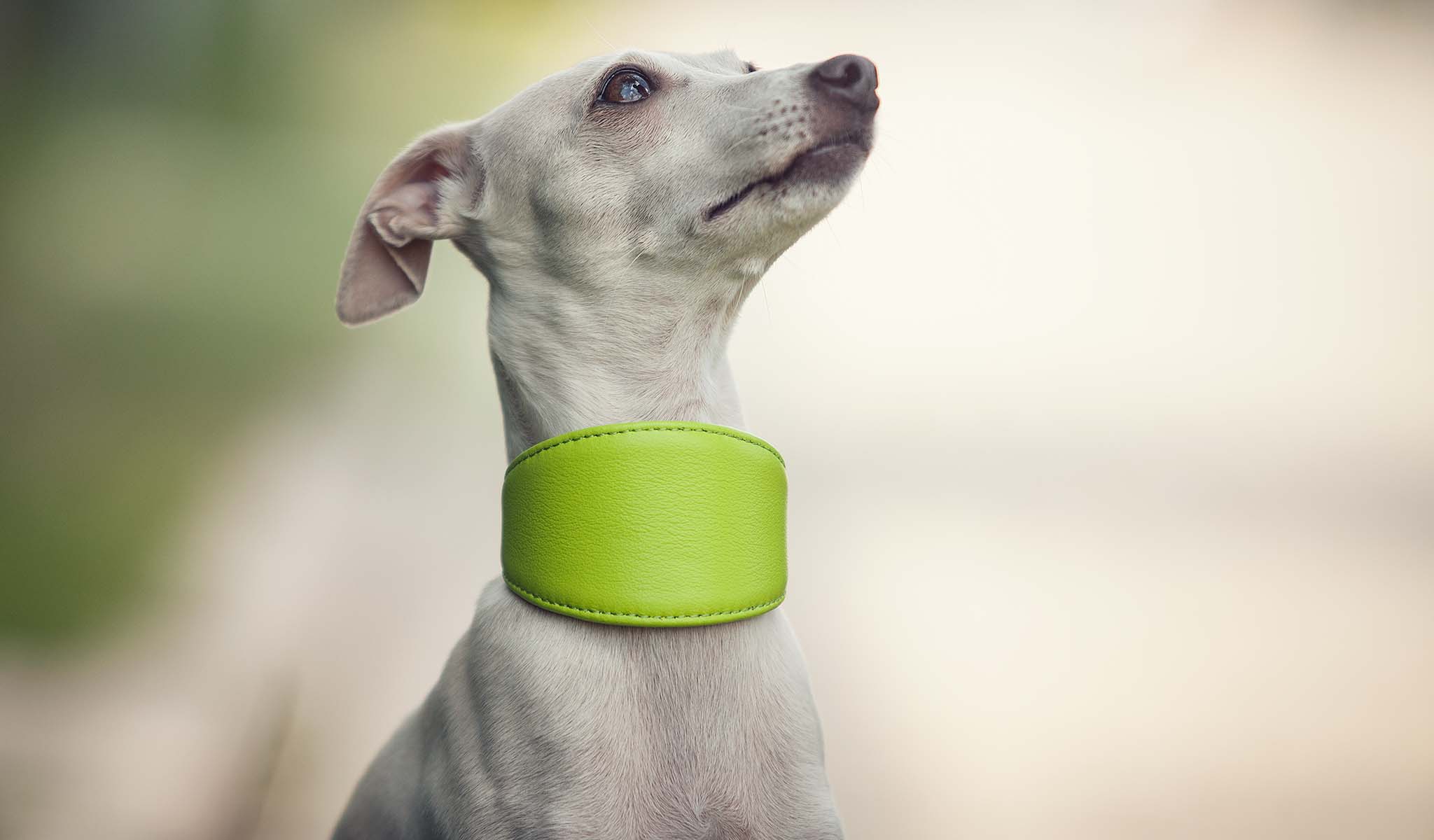 obroża dla charcika włoskiego