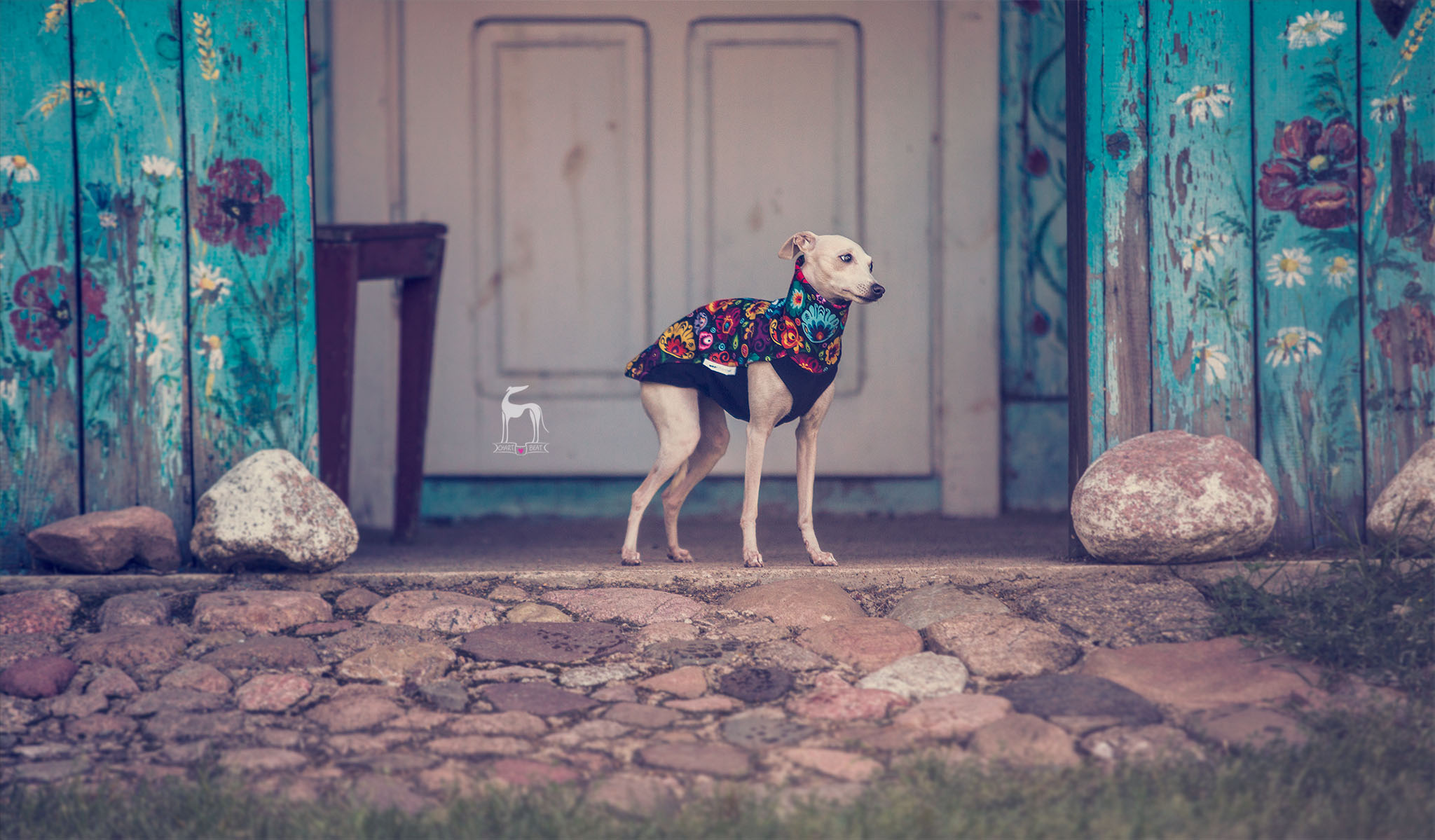 bluza dla charcika folk