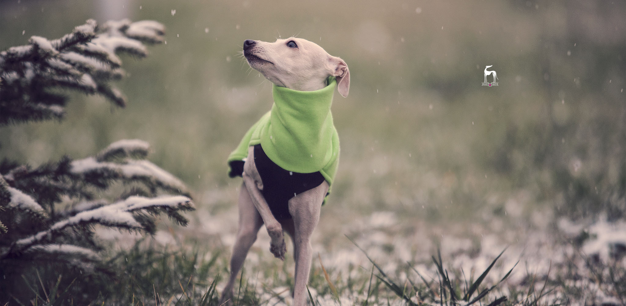 zielona bluza dla charcika