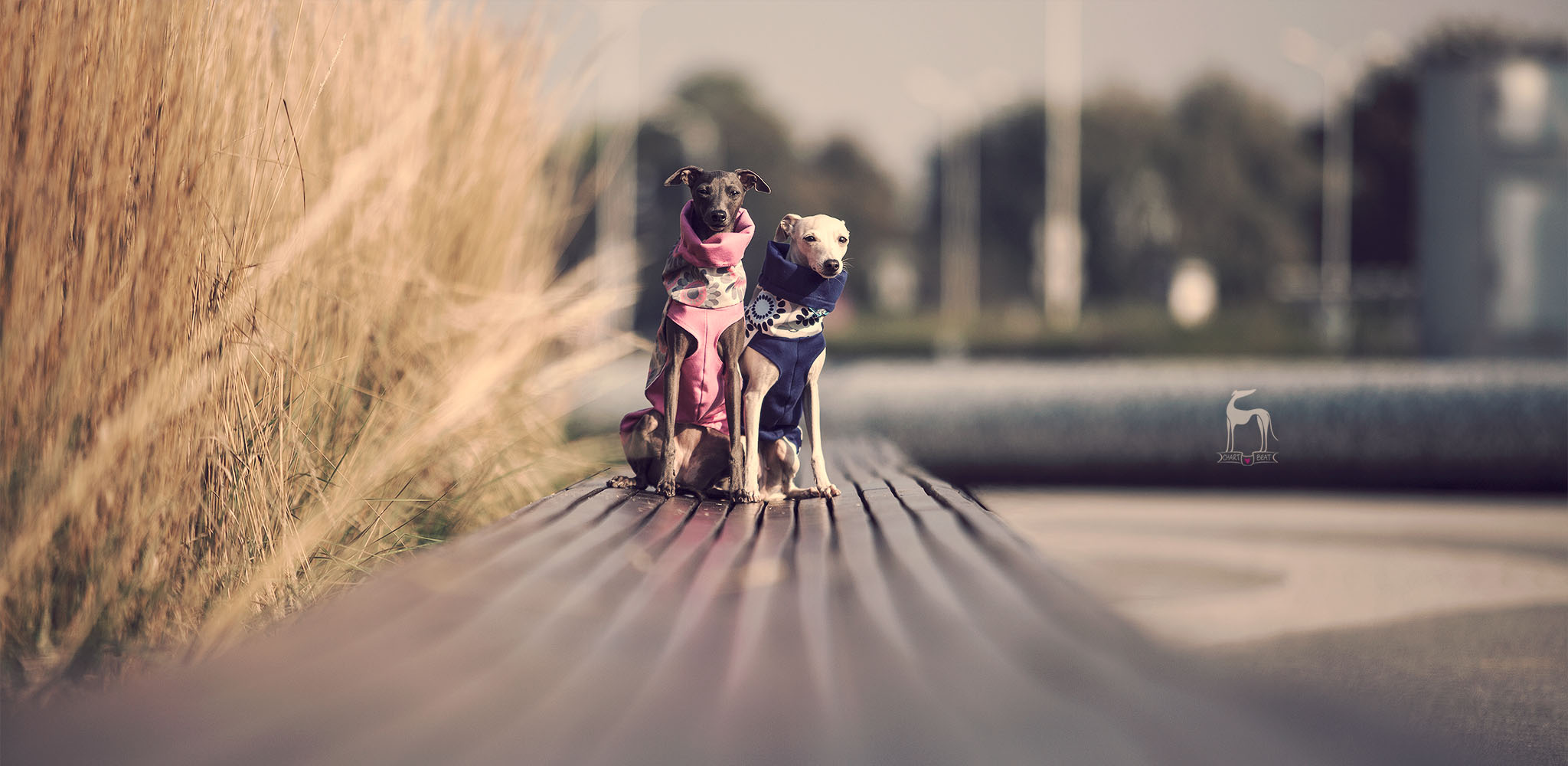 kurtki dla charcików jsień