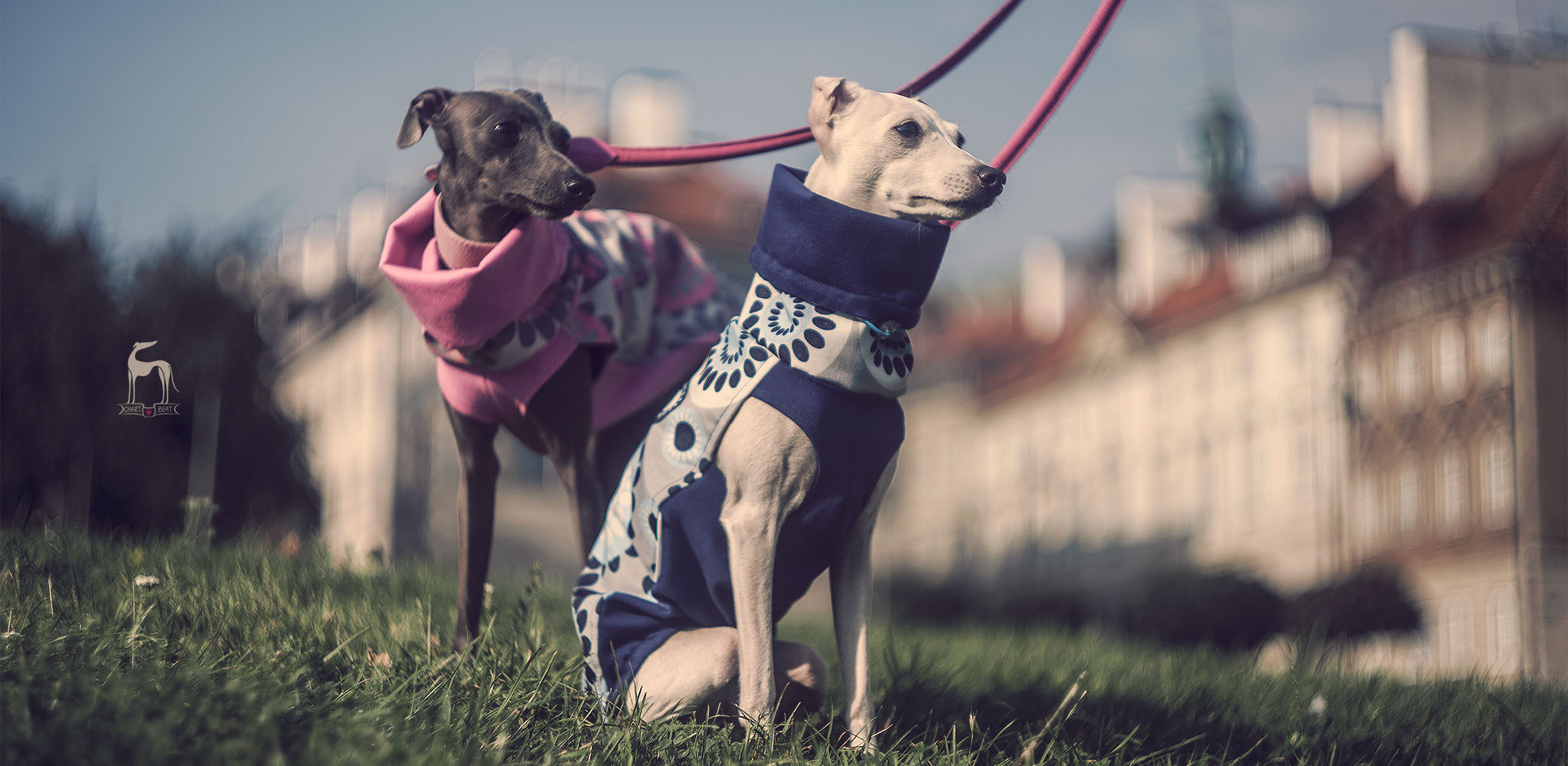 kolorowa kurtka dla charcika