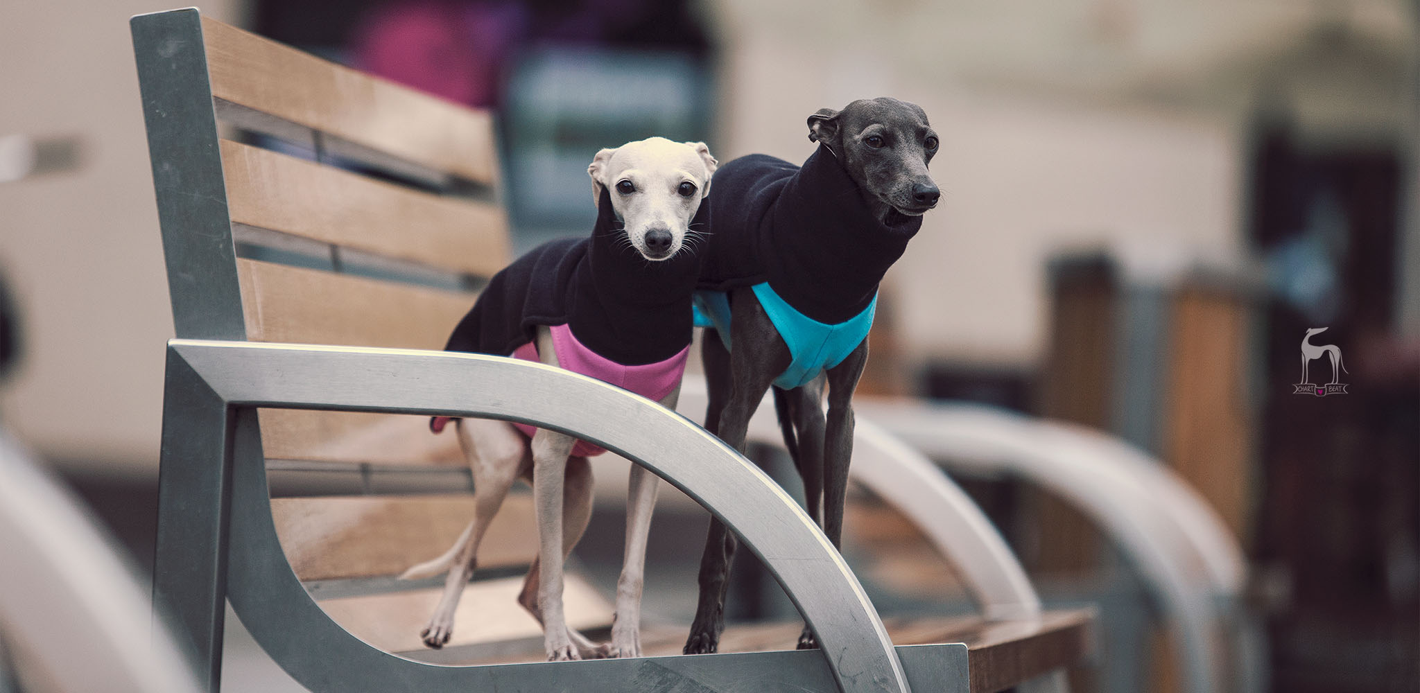 ubranko dla charcika niebieskie