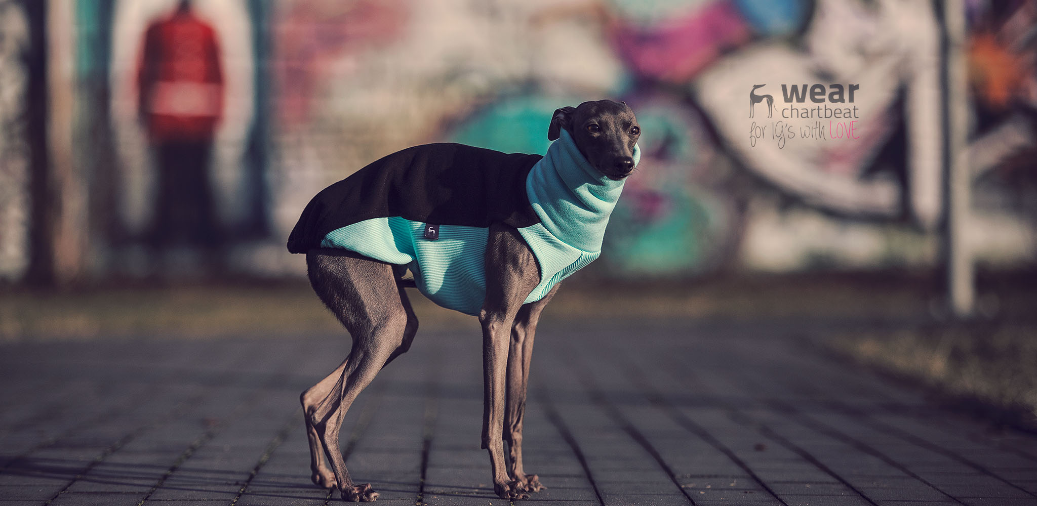 ciepłe bluzy dla charcików włoskich