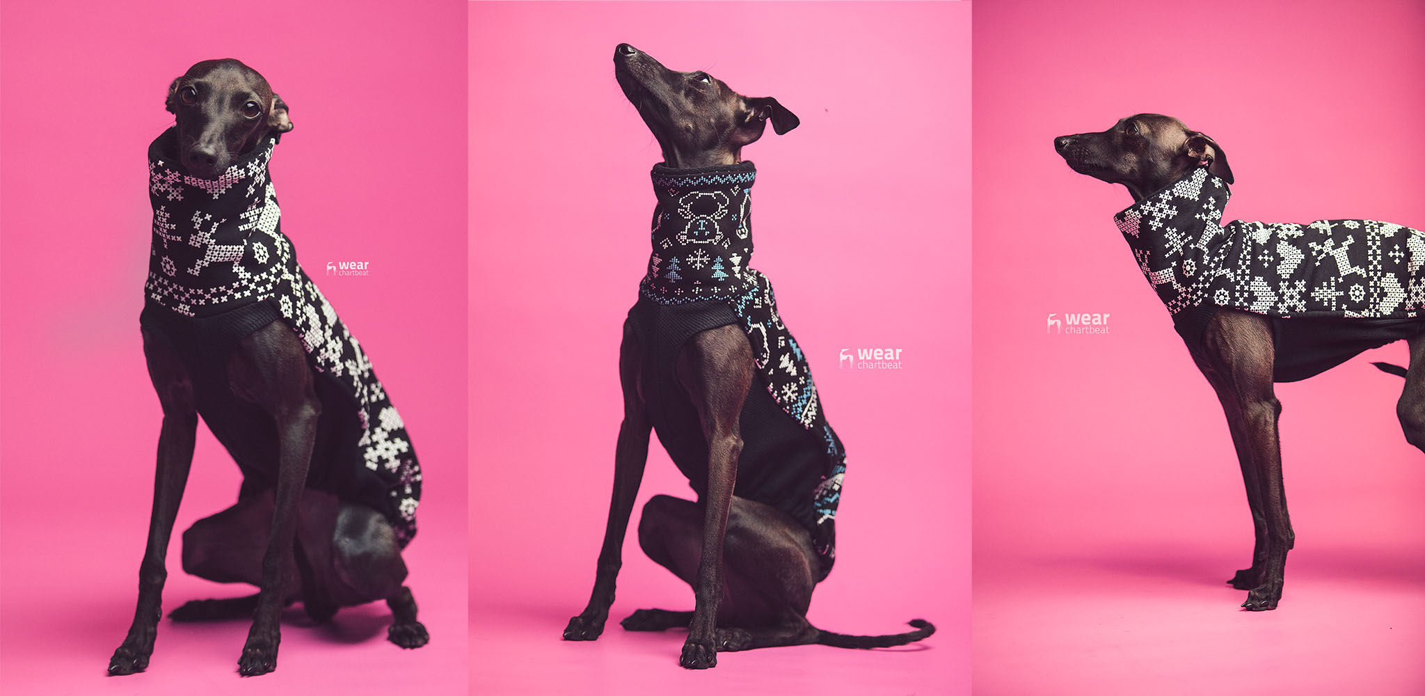 oryginalne ubranka dla charcików włoskich