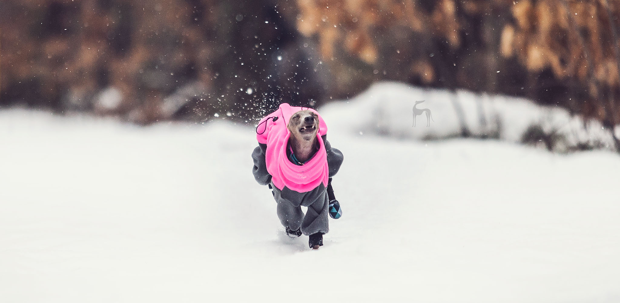 kombinezony dla charcików włoskich