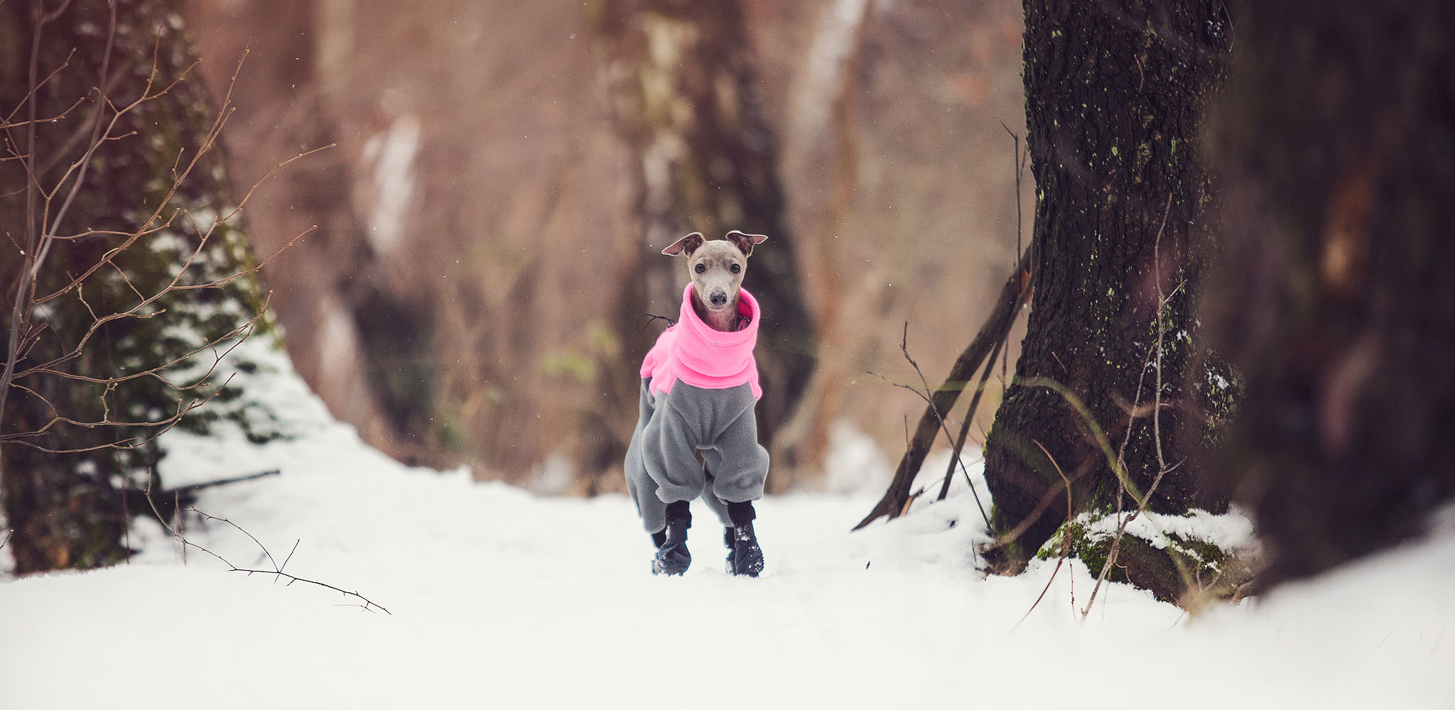 kombinezon dla charcika włoskiego