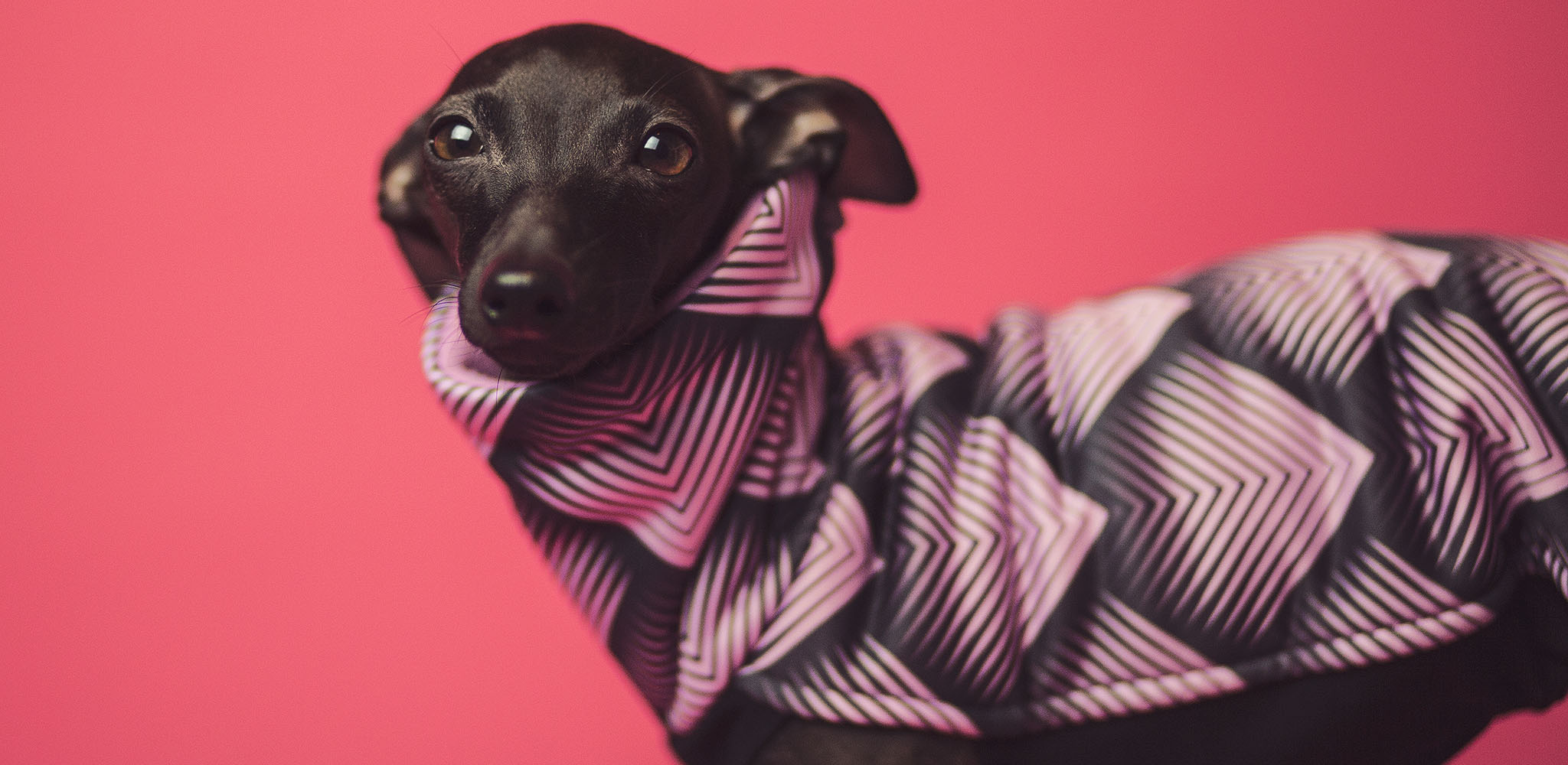 ubranko dla charcika