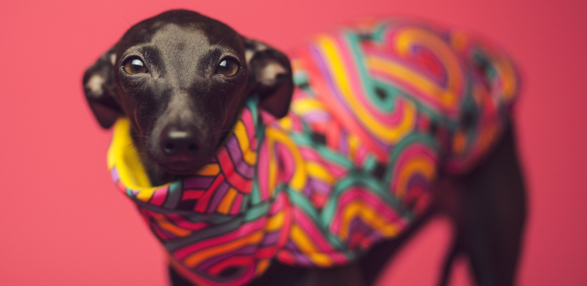 piękne ubranka dla charcików włoskich