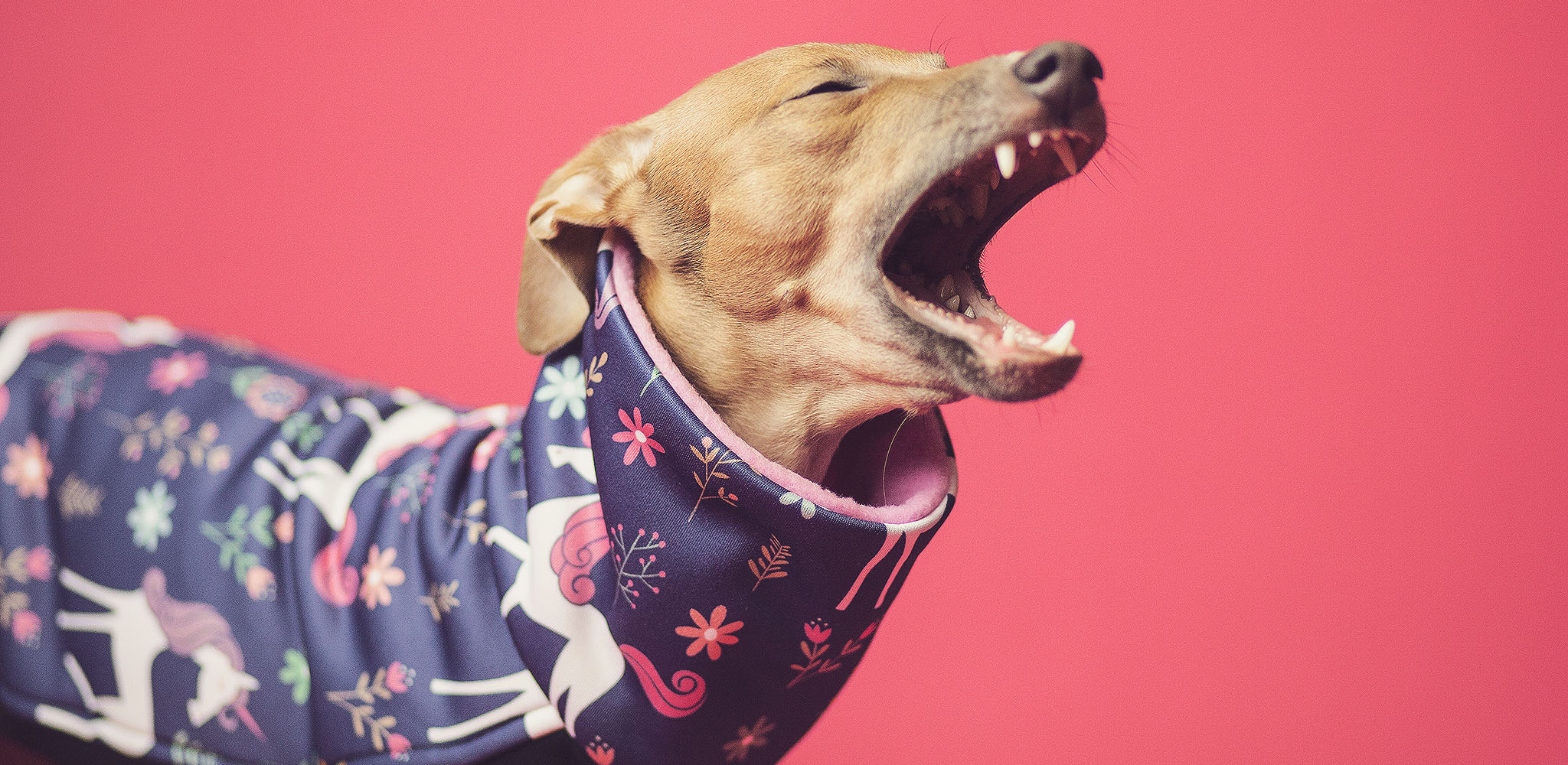 oryginalne bluzy dla charcików włoskich