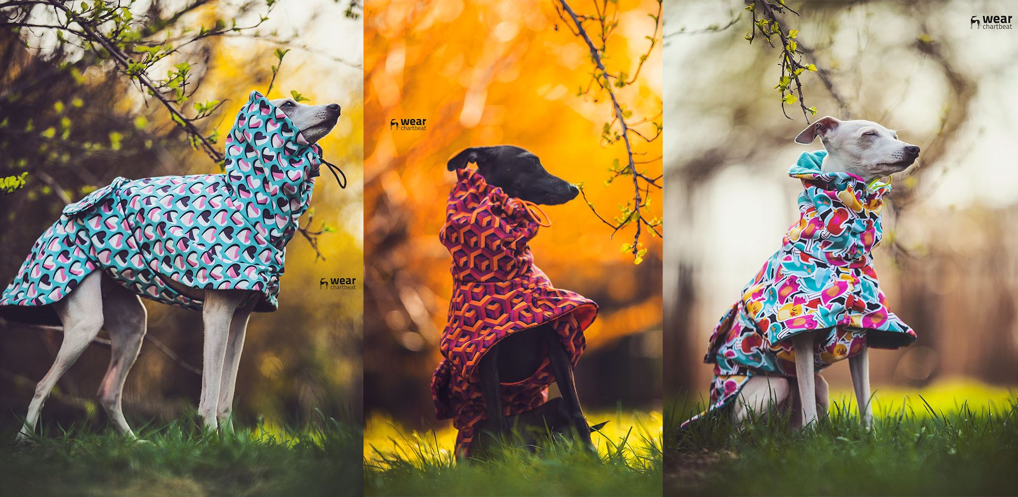 wygodne kurtki dla charcików włoskich