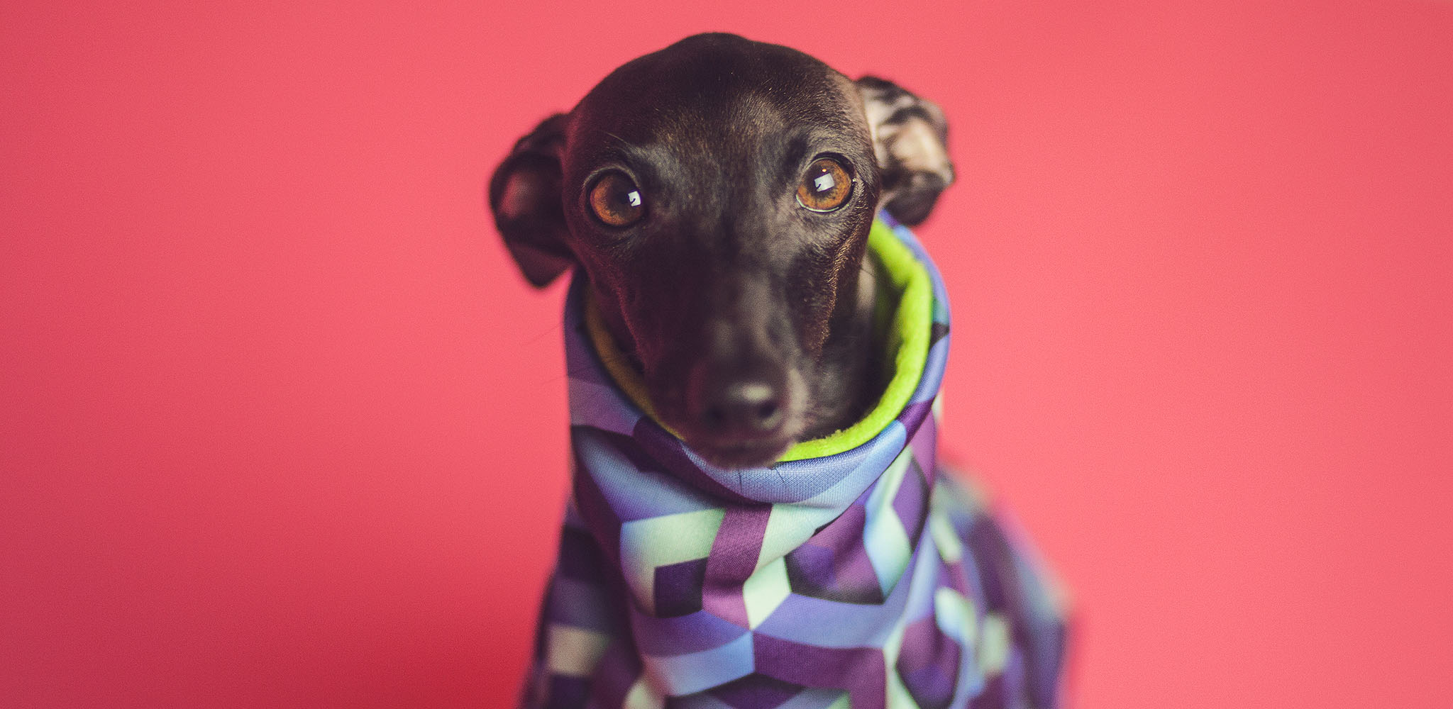 oryginalne ubranka dla charcików włoskich