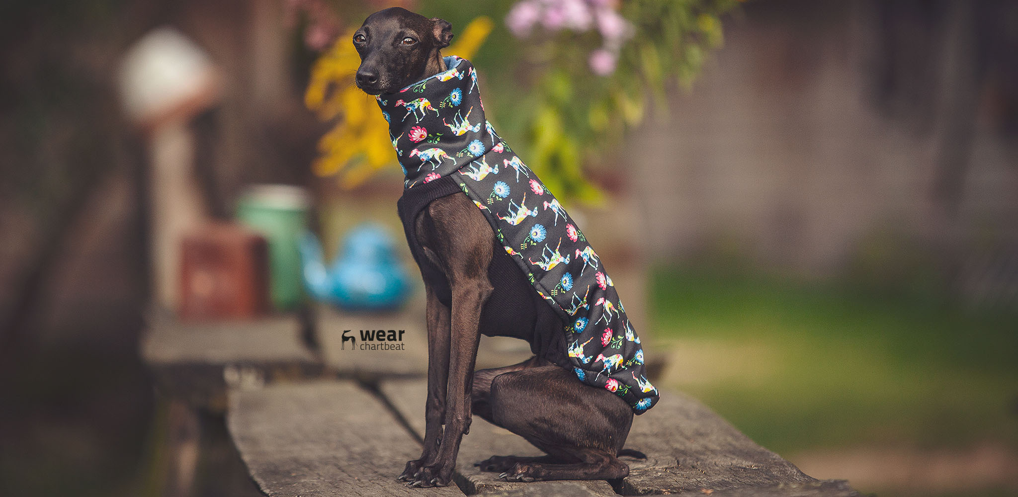 sklep dla charcików włoskich