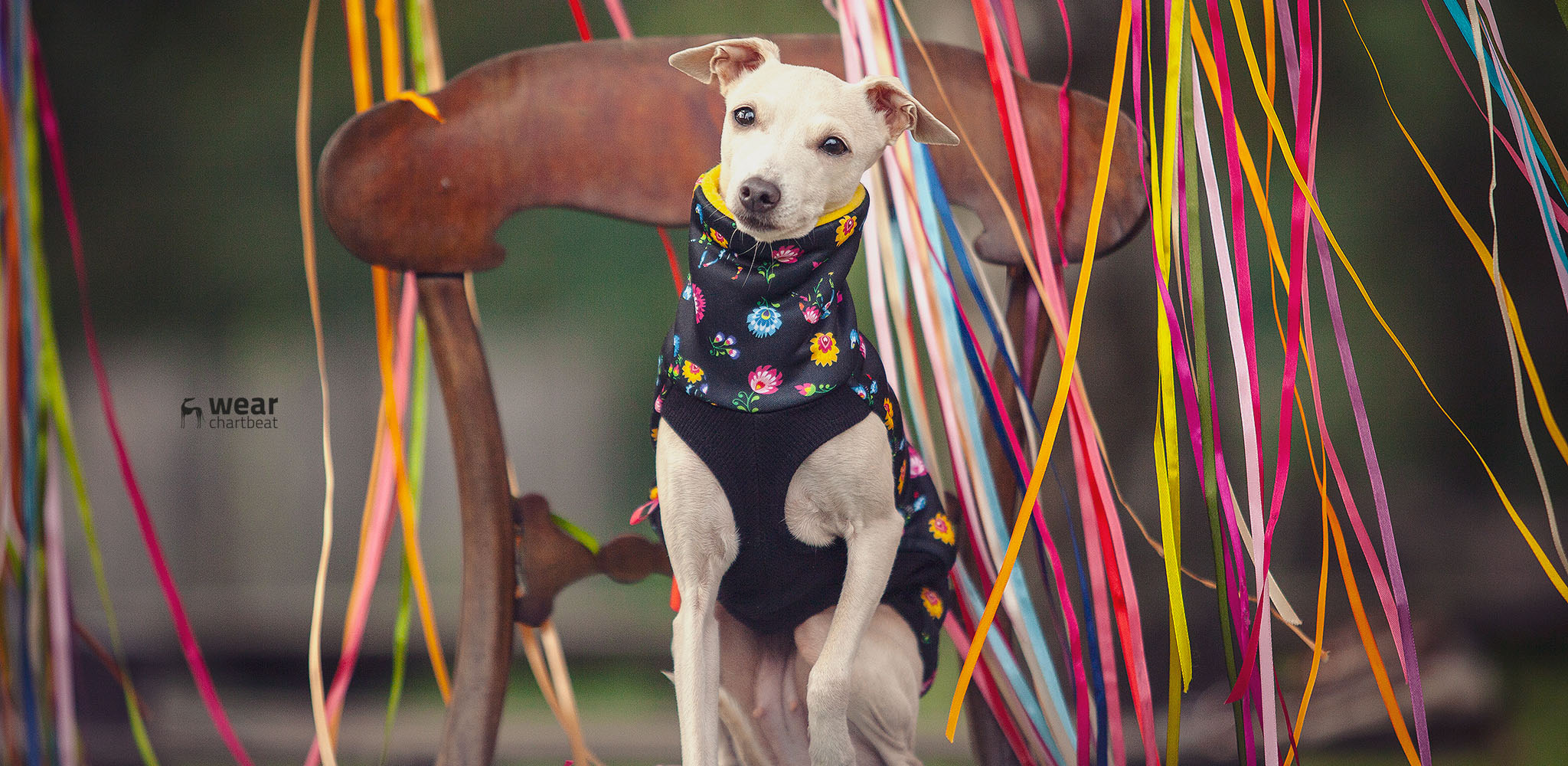 oryginalne ubranka dla charcików