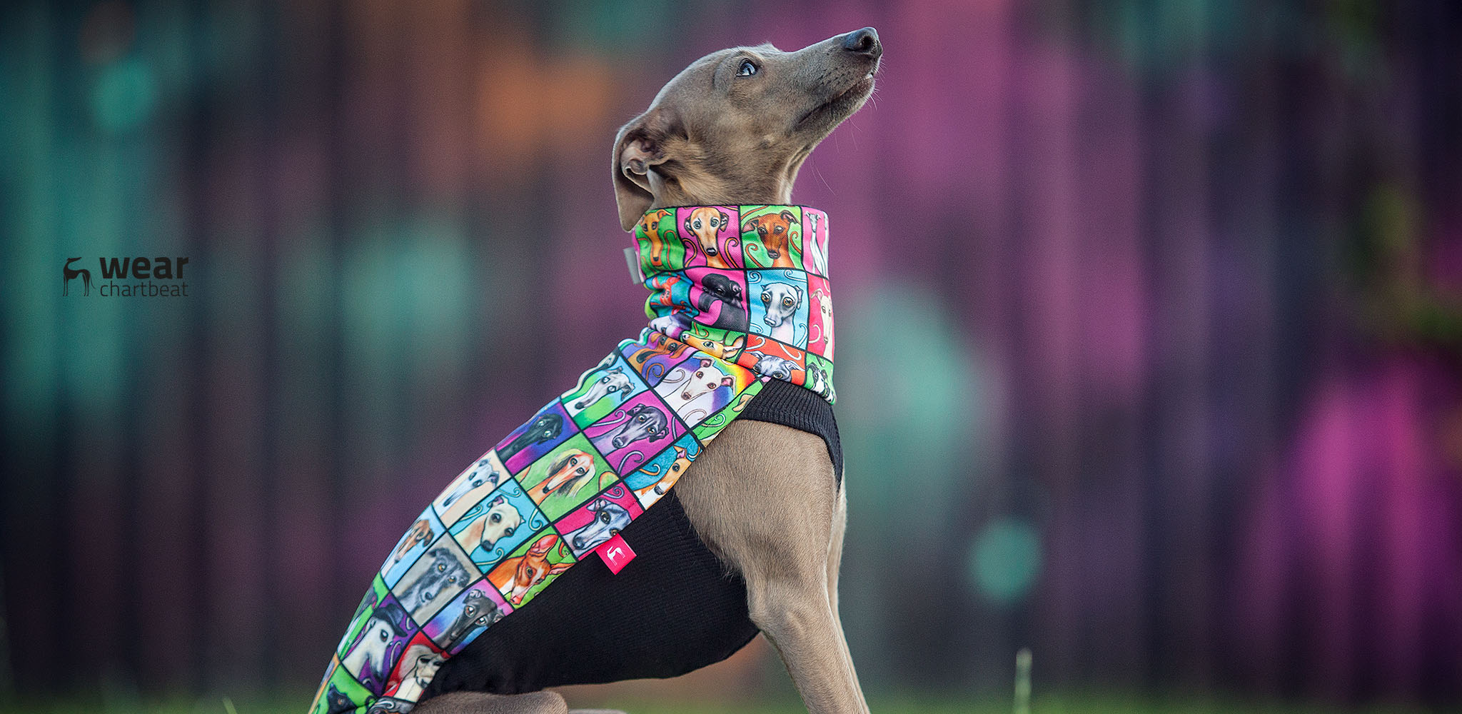 bluza dla charcika kolorowa