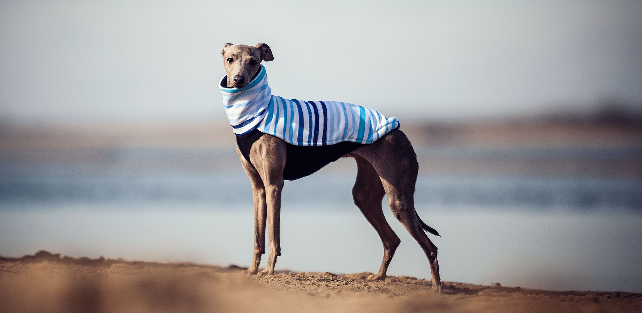 bluza dla charcika włoskiego w paski