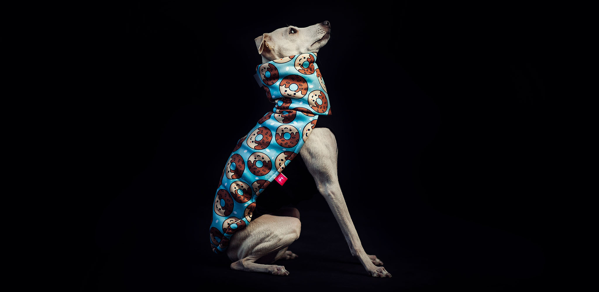 bluza dla charcika włoskiego donut