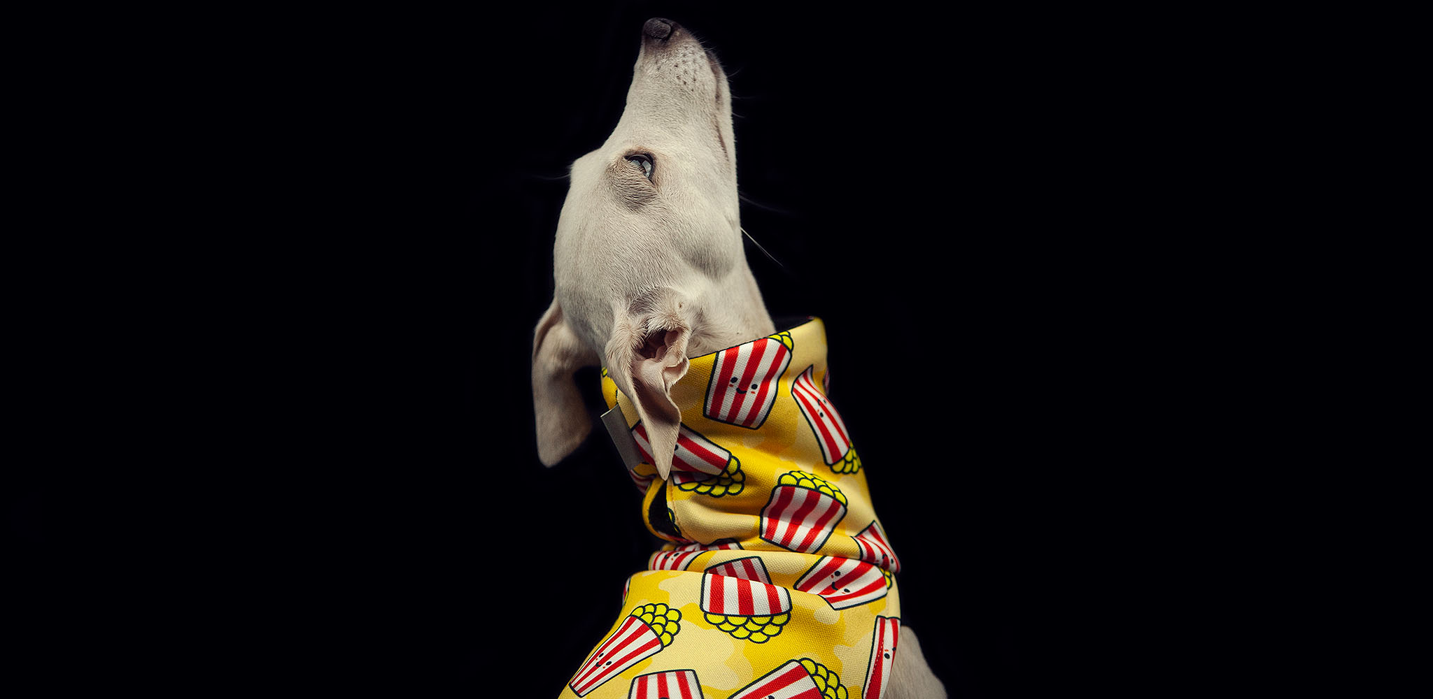 ubranko dla charcika włoskiego