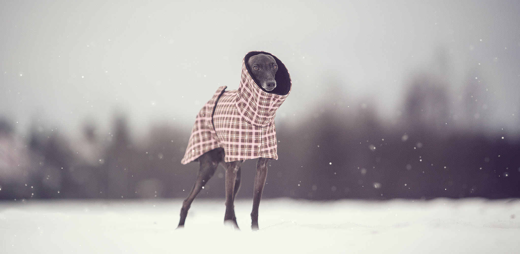 zimowa kurtka dla charcika włoskiego