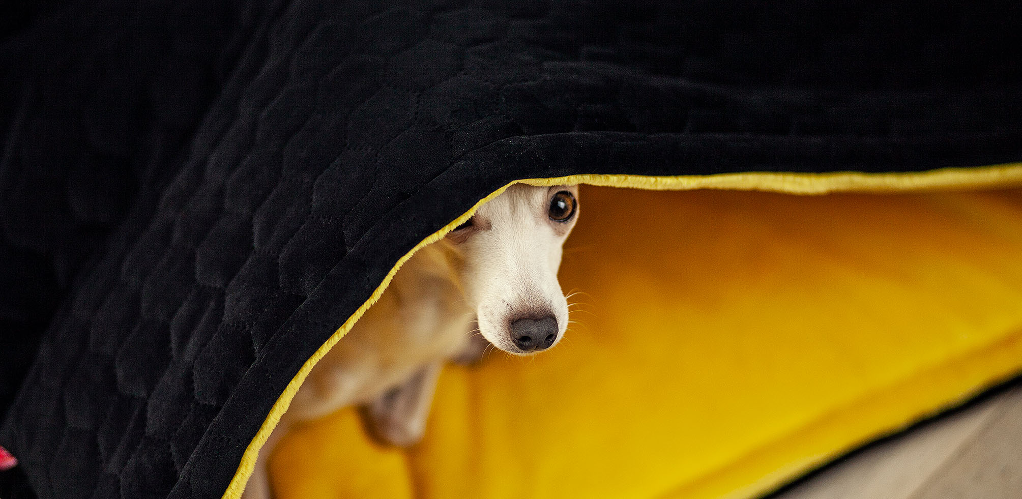 norka dla charcika włoskiego