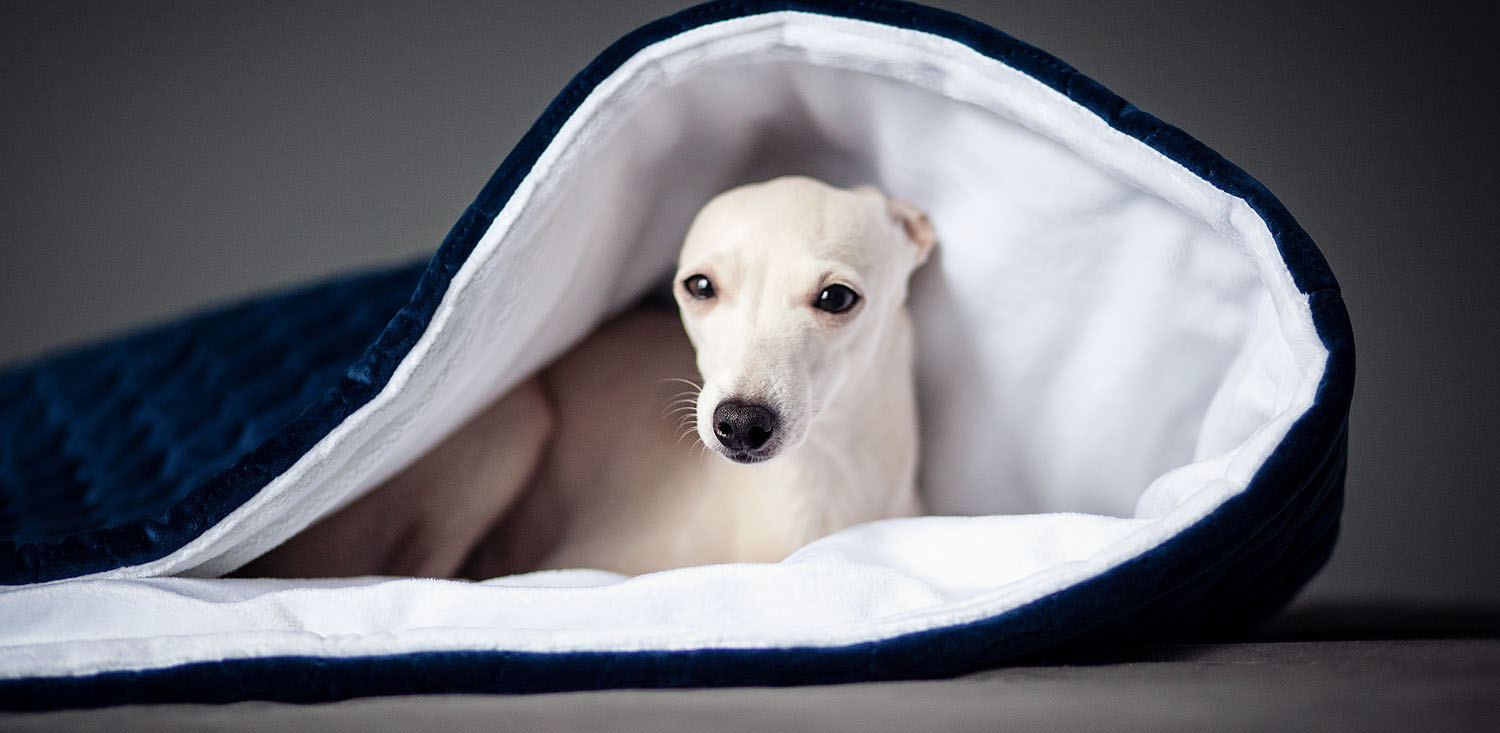 legowisko dla charcika włoskiego