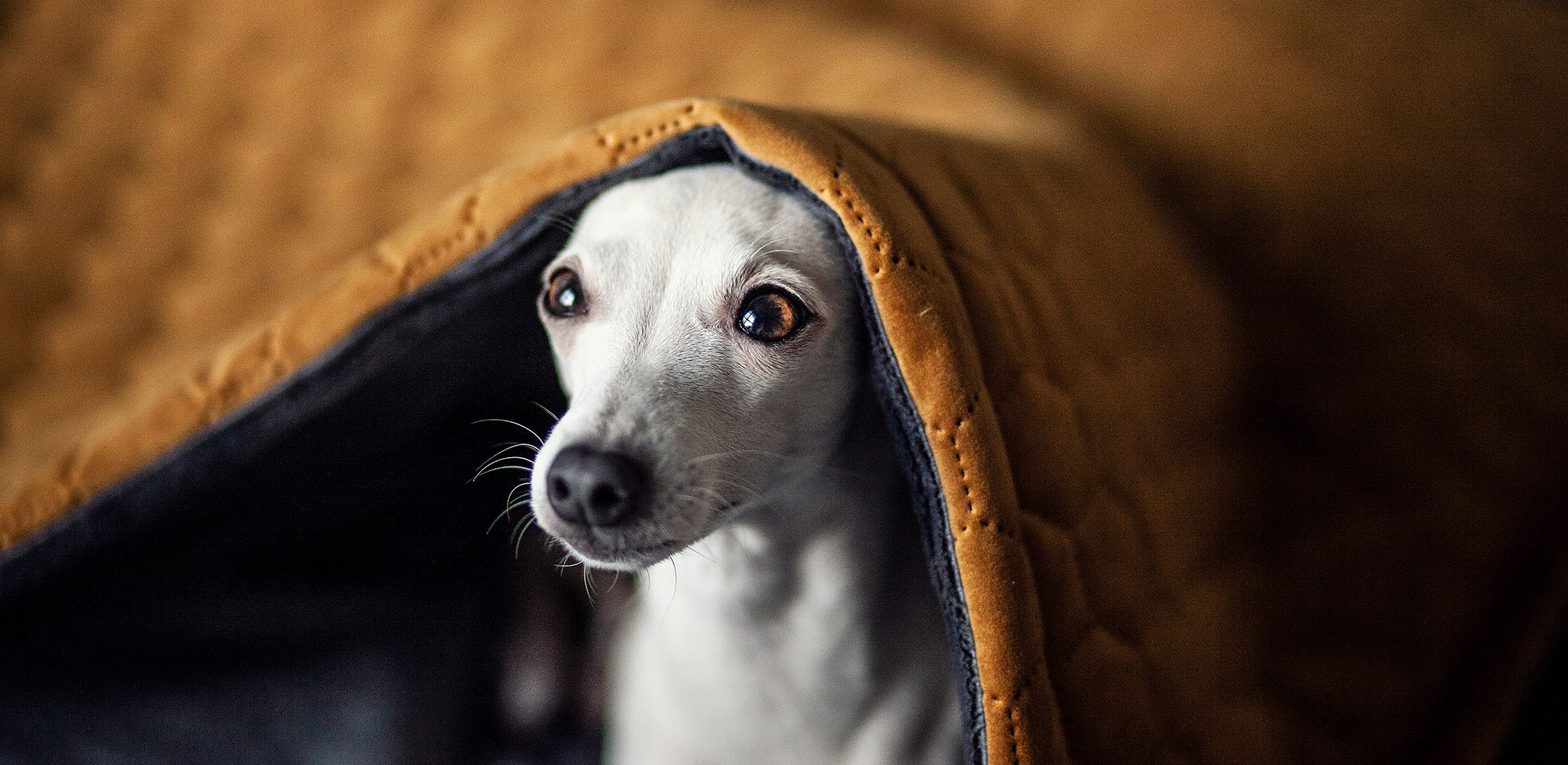 norka dla charcika włoskiego