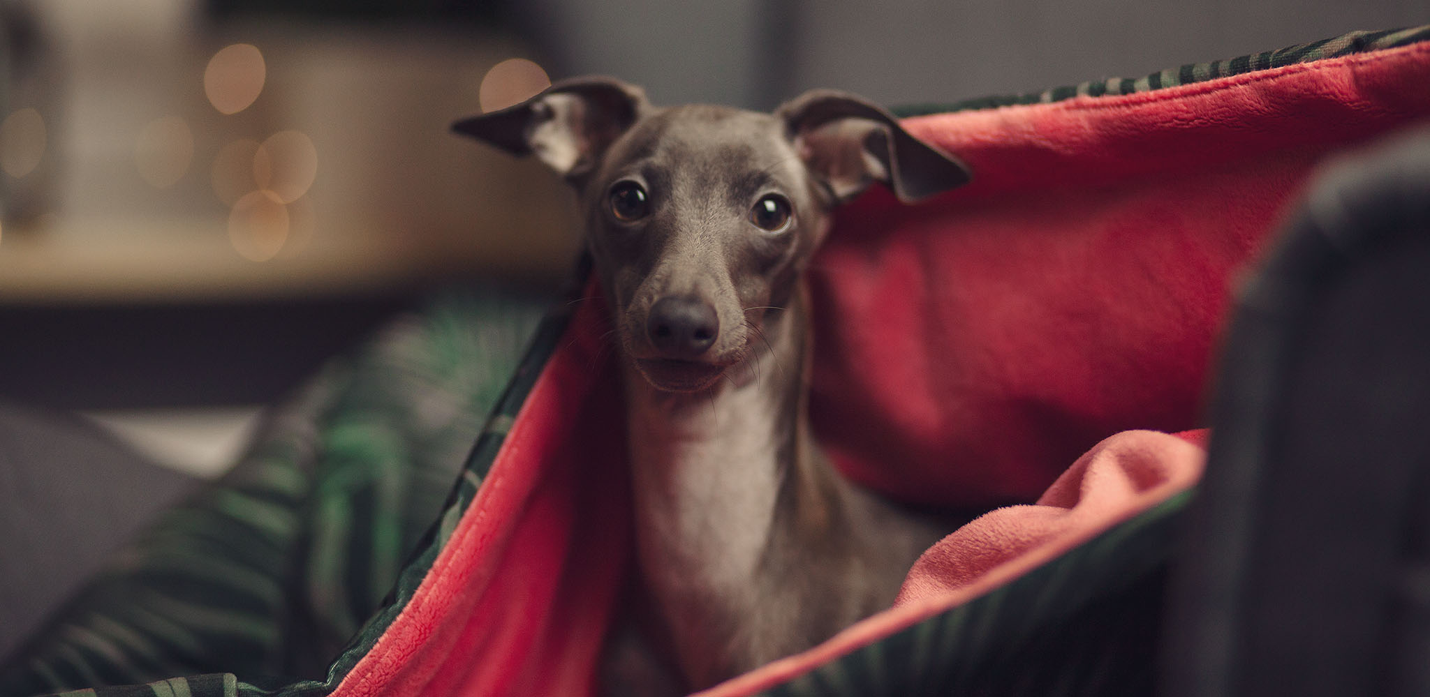 śpiworek dla charcika włoskiego