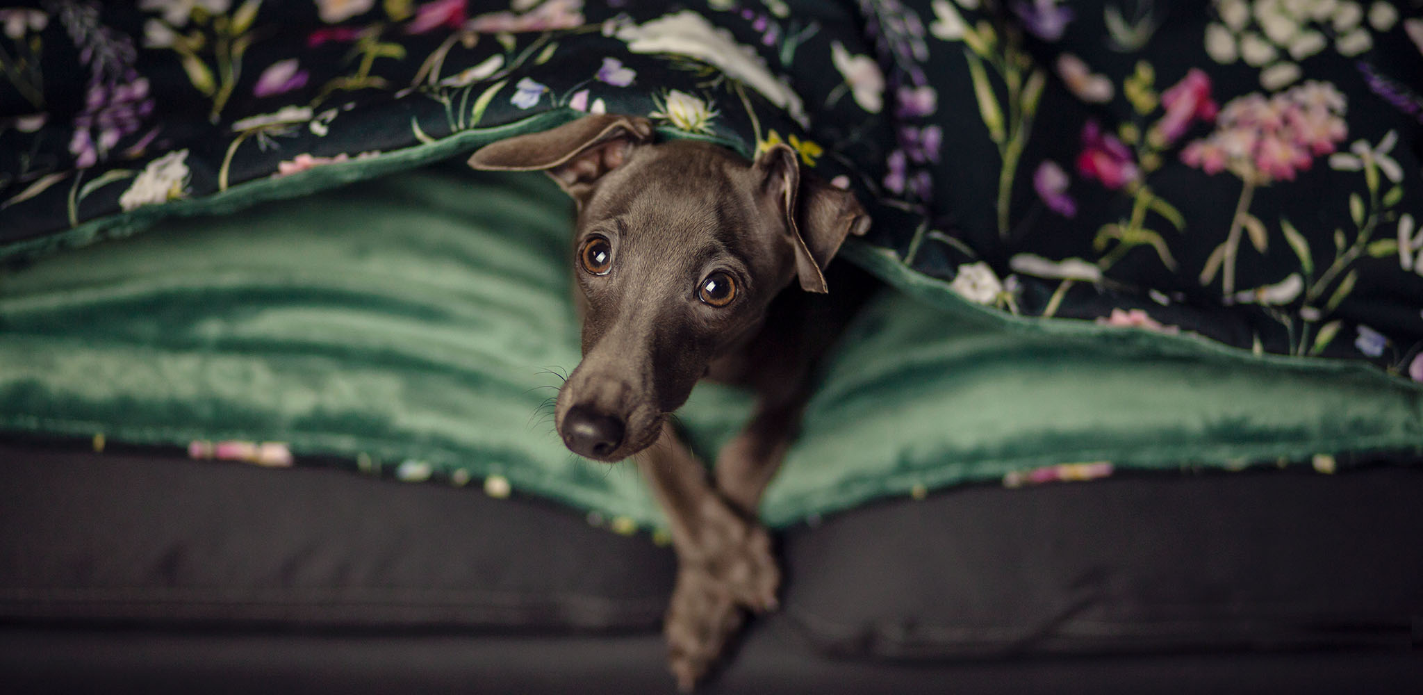 łóżko dla charcika włoskiego