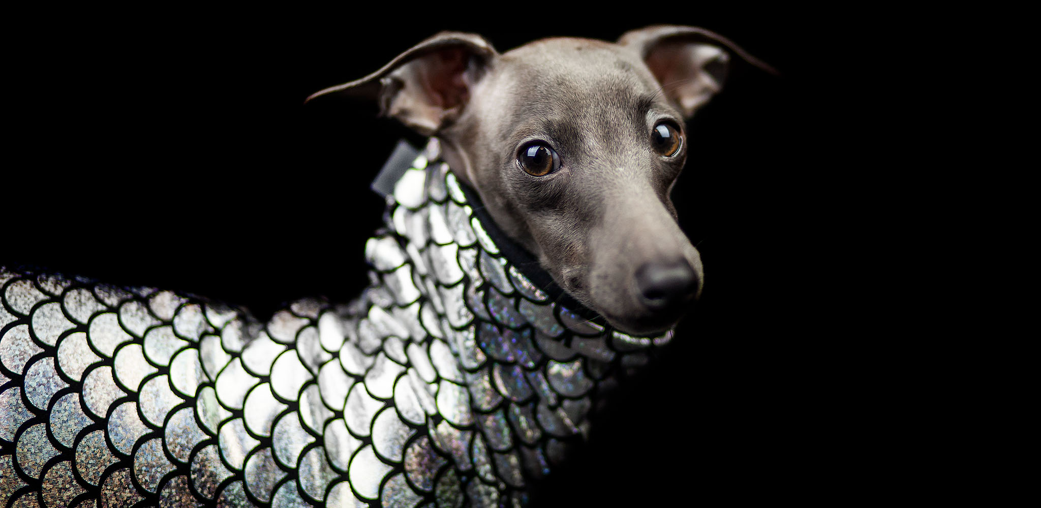 bluza dla charcika glitter