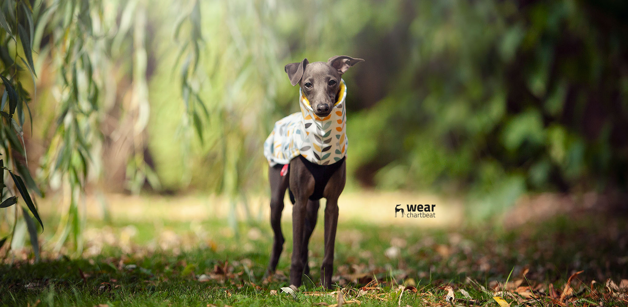 sportowa kurtka dla charcika