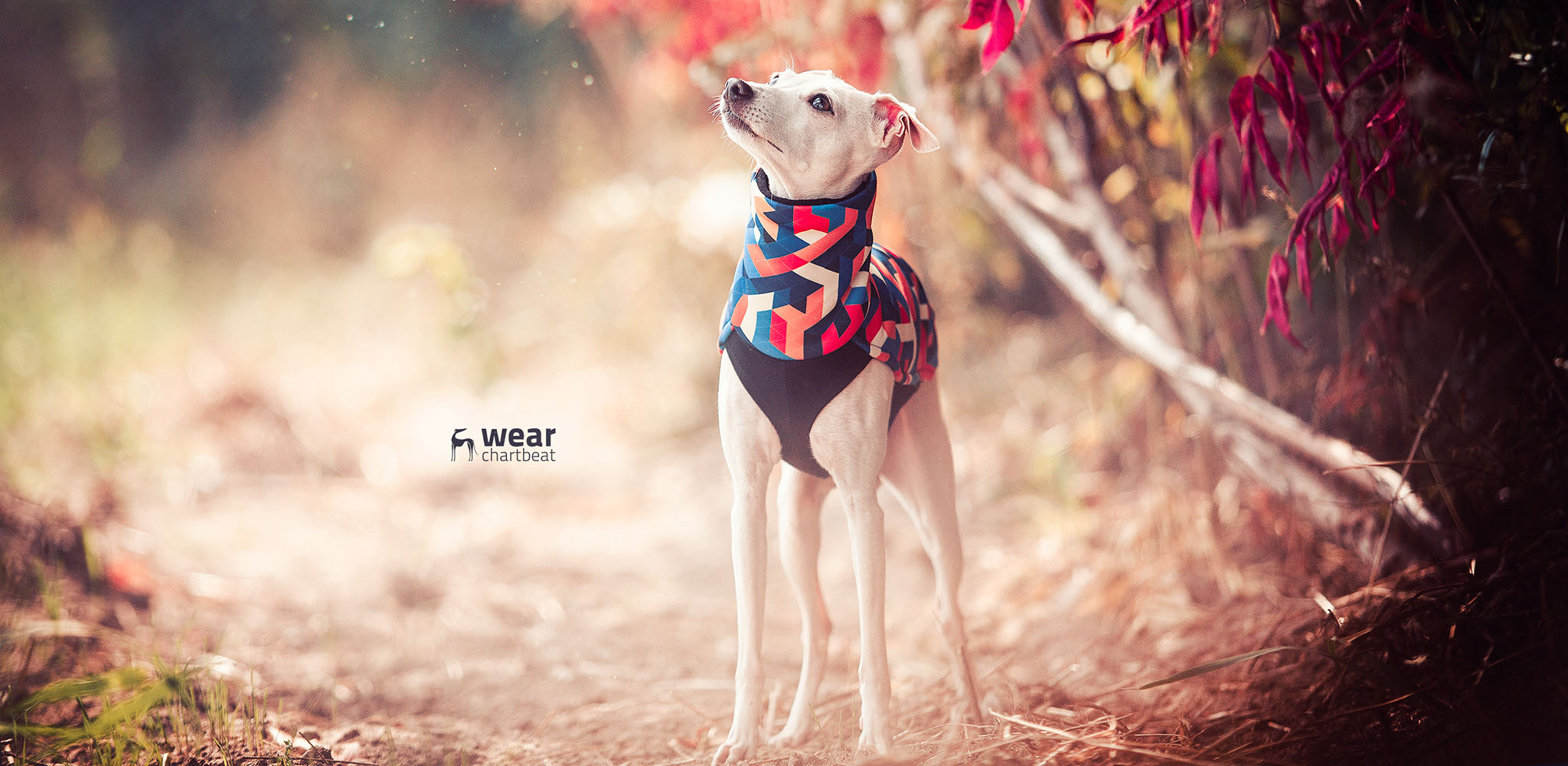 kolorowa bluza dla charcika włoskiego inception