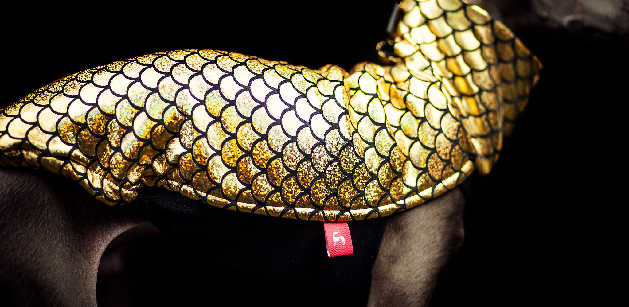 złota bluza dla charcika włoskiego