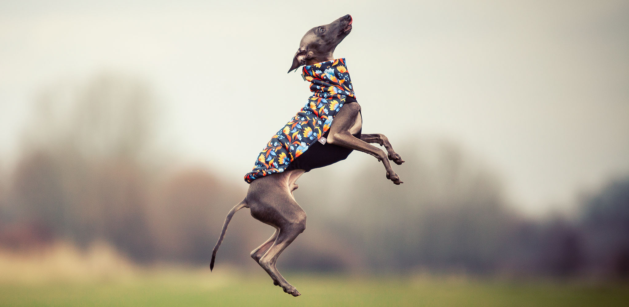 kwiatowe ubranko dla charcika