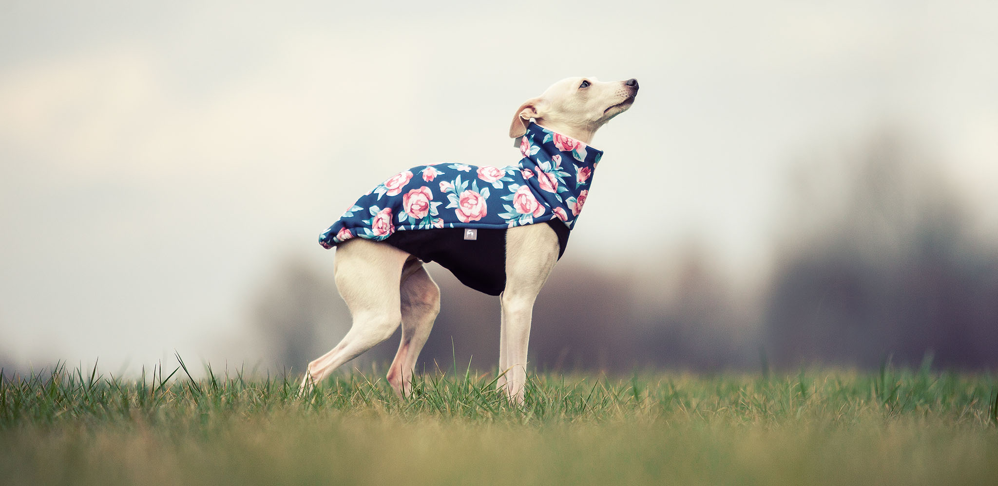 bluza w kwiaty dla charcika