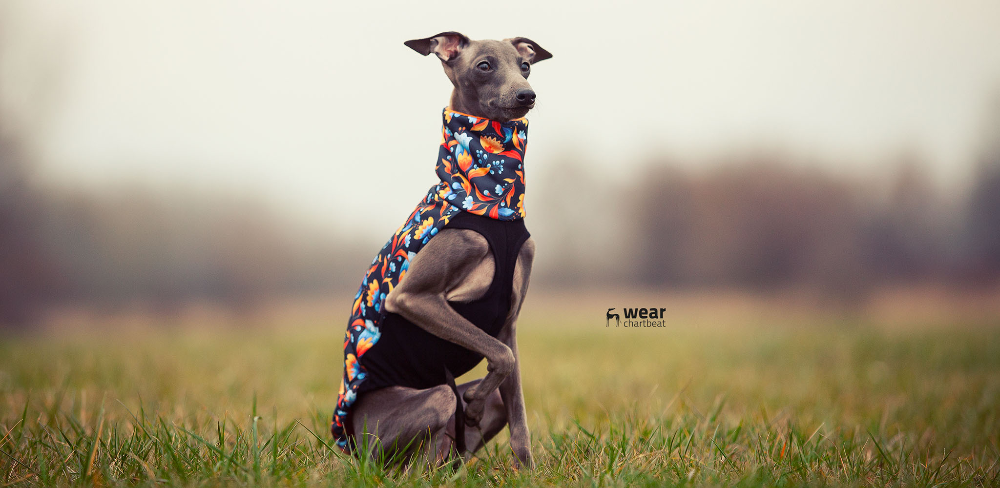 bluza w kwiaty dla charcika włoskiego