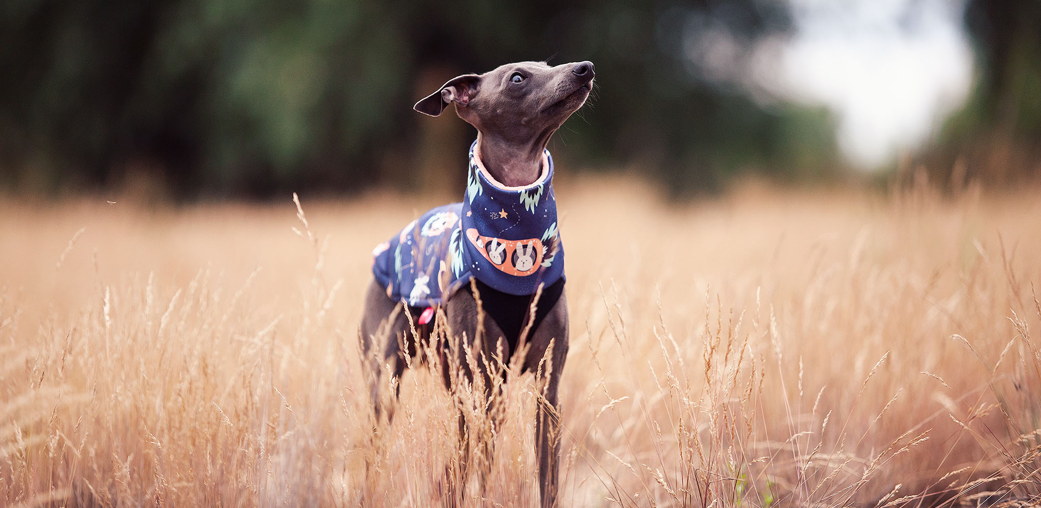 bluza dla charcika włoskiego