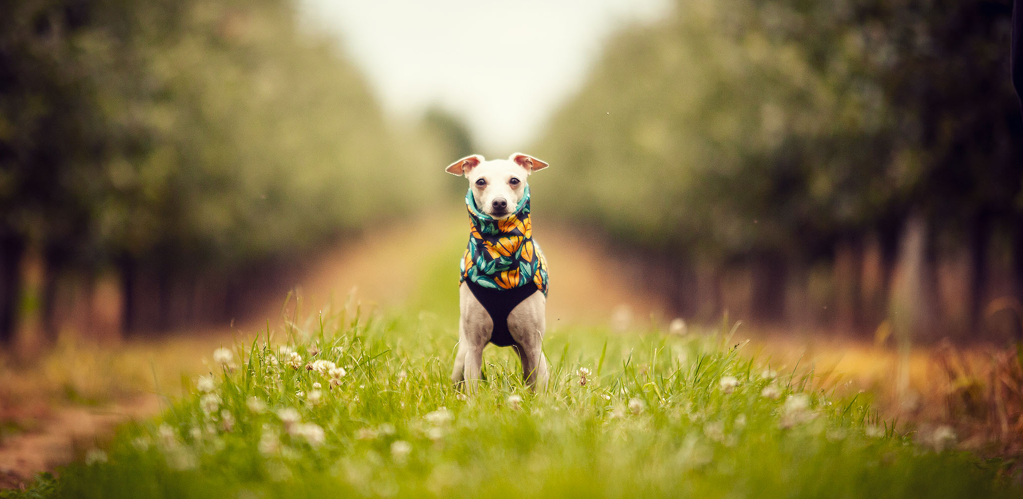 bluza dla charcika włoskiego