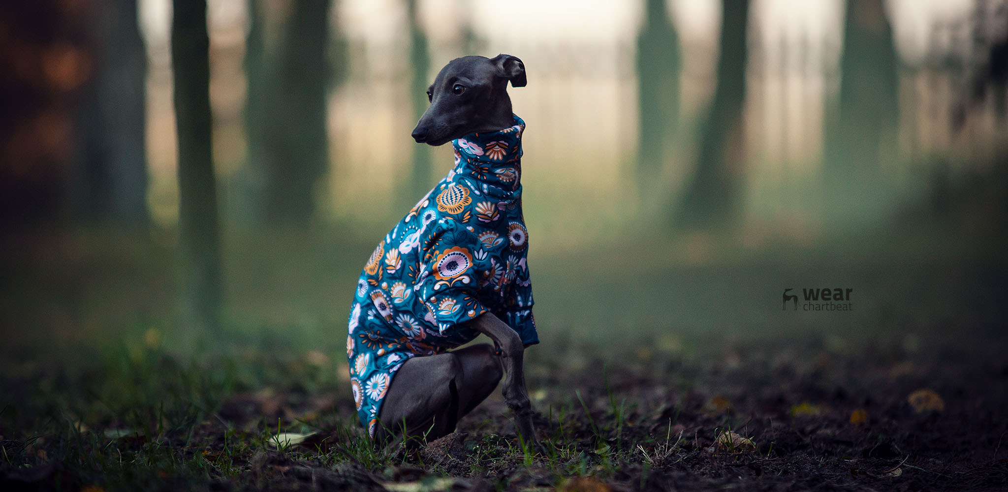 bluzy dla charcików