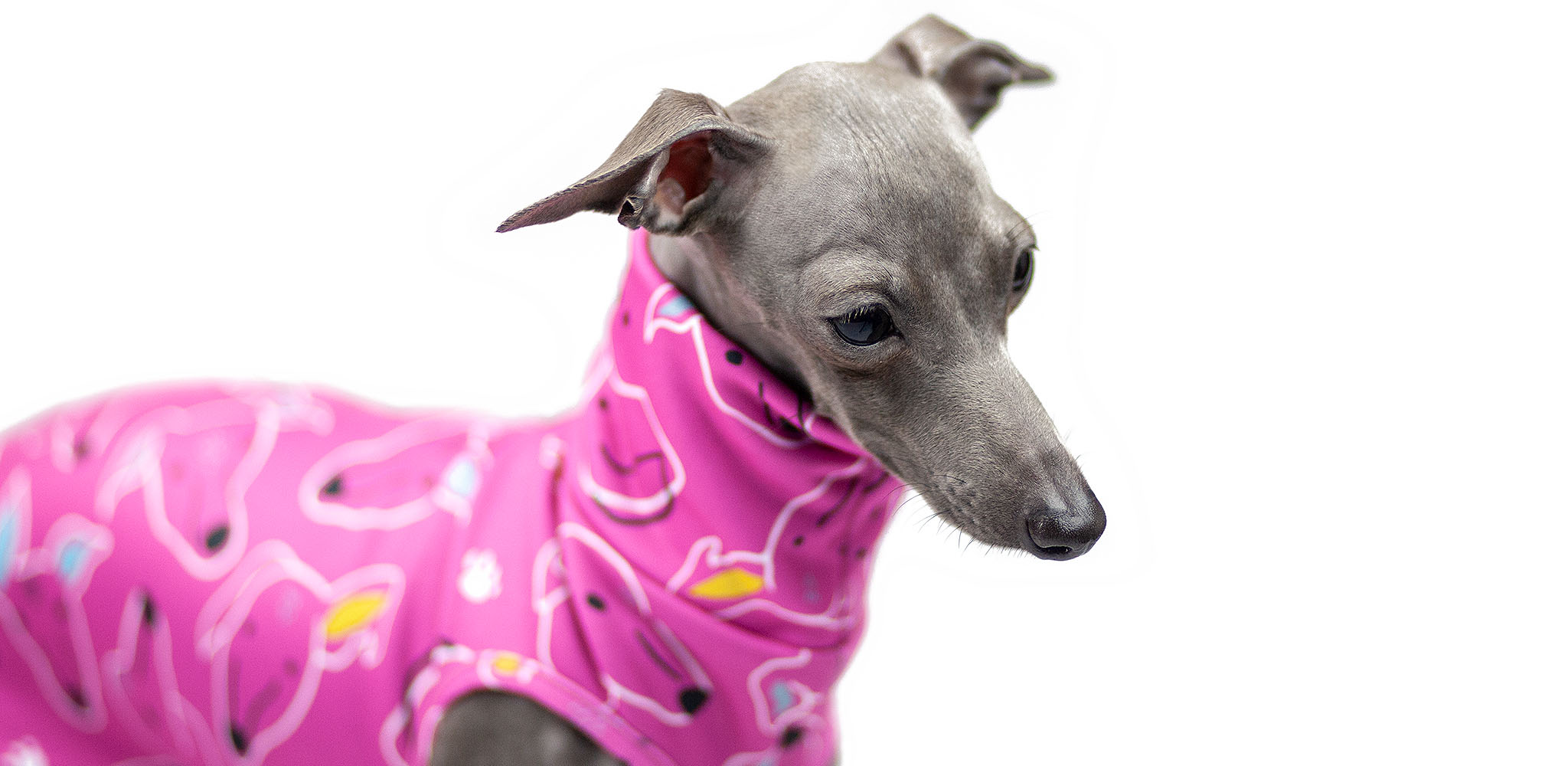 ubranka dla charcików włoskich