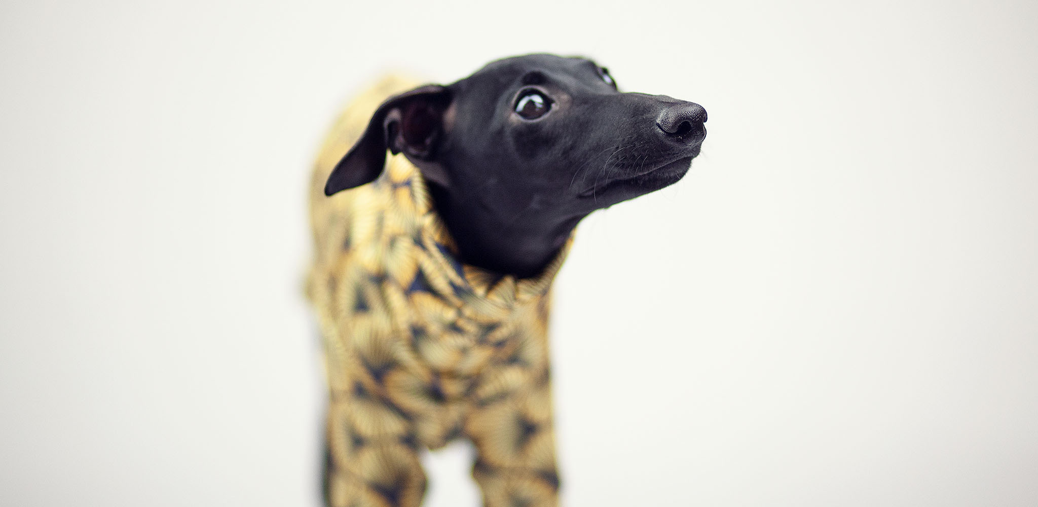 eleganckie ubranko dla charcika