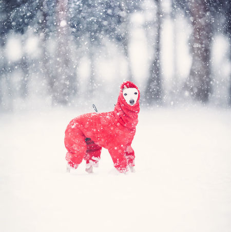 Kombinezon dla charcika RUBY RED